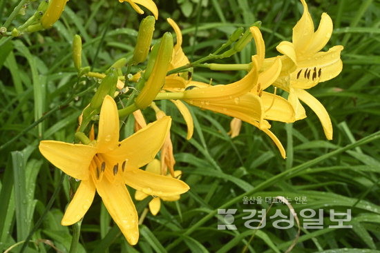 ▲ 울주군 장검마을의 원추리꽃.