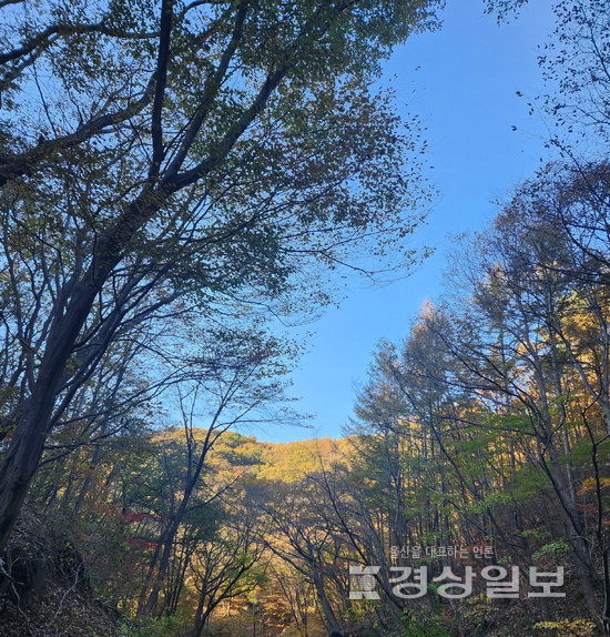 ▲ 우드 와이드 웹은 나무와 나무, 이끼들, 균류들이 사방으로 뻗은 잔뿌리를 통해 서로 소통하고 영양물질을 주고받기도 한다는 수잔 시마드(캐나다 브리티시컬럼비아대학교 삼림생태학 교수)의 연구이다.