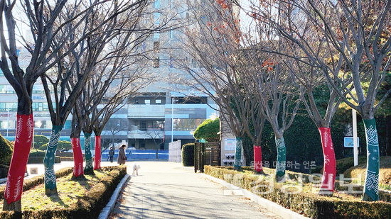 ▲ 울산 문화예술회관 뒤편 문화공원의 뜨개옷을 입은 나무들.