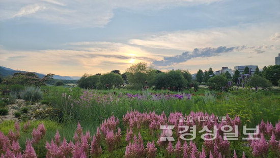 ▲ 태화강국가정원의 ‘자연주의 정원’은 세계적인 정원 디자이너 피트 아우돌프의 아시아 첫 작품이다.