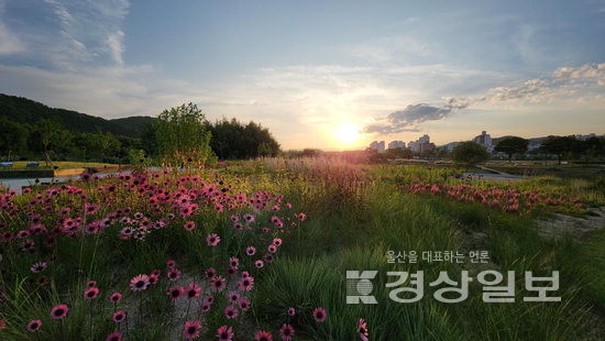 ▲ 태화강국가정원의 ‘자연주의 정원’은 세계적인 정원 디자이너 피트 아우돌프의 아시아 첫 작품이다.