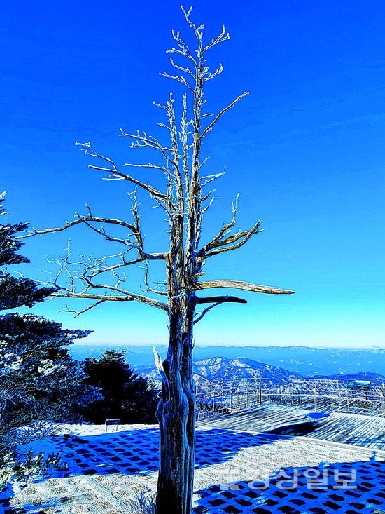 ▲ 해발 1458m 발왕산 정상의 주목이 보여주는 나무의 자세. 고산지대의 세찬 눈바람을 맞으며 자리를 지키는 주목의 모습은 ‘살아서 천년, 죽어서 천년’이라는 별칭이 전혀 무색하지 않다.