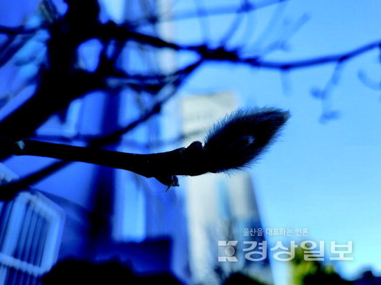 ▲ 은빛 솜털로 감싼 백목련 꽃눈.