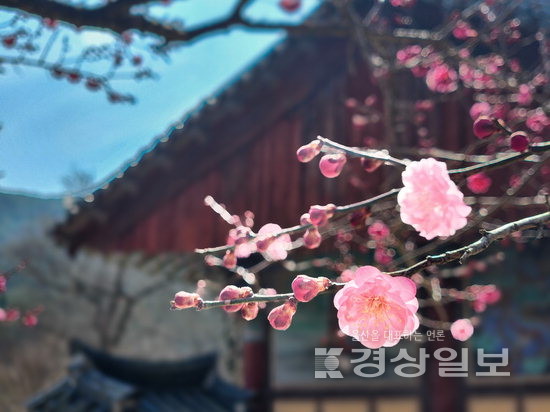 ▲ 통도사 자장매.