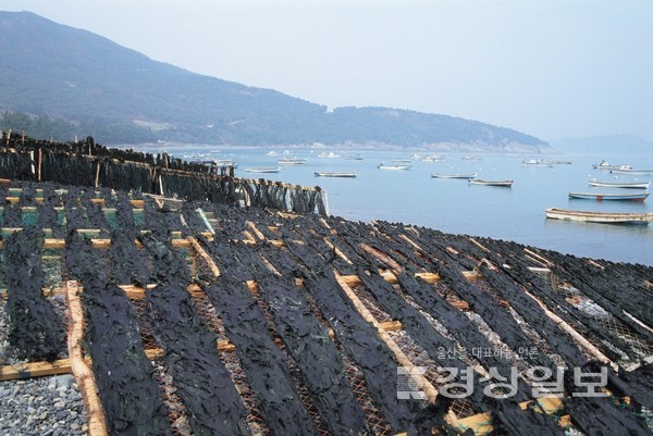 미역(자료사진)