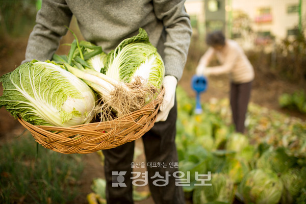 배추