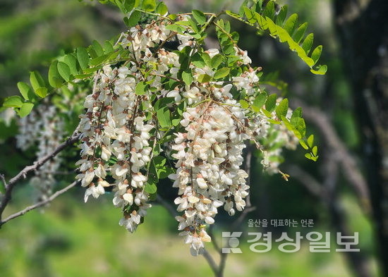 ▲ 아까시나무 꽃. 흔히 아카시아로 불리지만 ‘아까시나무’가 정확한 국명이다.