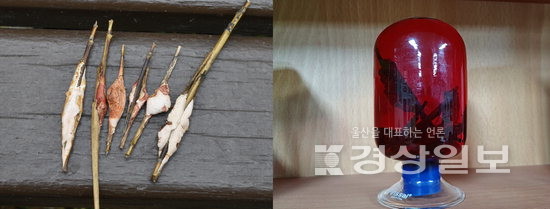 ▲ 태화강 철새공원 죽황(좌)과 죽황주(우).