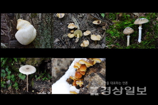 ▲ 기후변화지표종 균류(버섯) 5종.