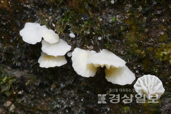 ▲ 윗모습이 치마버섯 같고 유액이 나오는 치마털젖버섯.