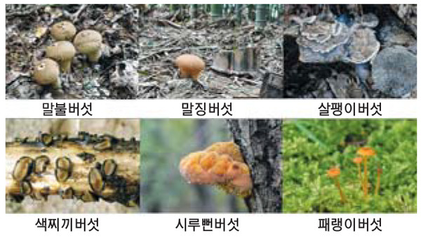 우리말 이름의 버섯들.