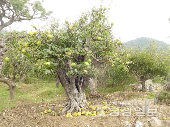▲ 청량읍 율리의 모과나무.