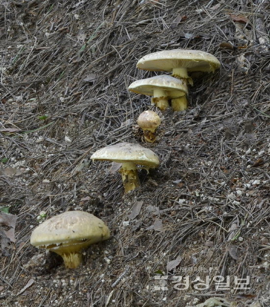 ▲ 울산 가지산 송이.