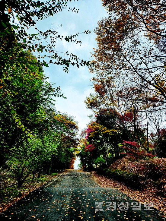 ▲ 노랗게 바닥을 물들인 잎들을 바라보며 아이들의 삶에 상처가 없기를, 상처를 통해 성장하는 삶이기를 함께 빈다.