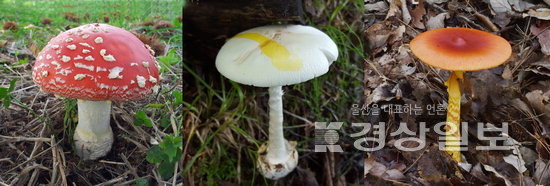 ▲ 대표적인 광대버섯들. 왼쪽부터 광대버섯, 독우산광대버섯, 달걀버섯.