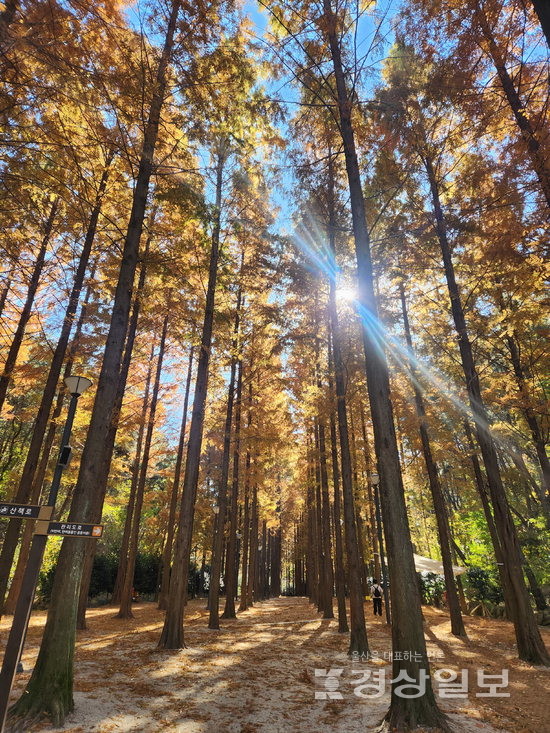 ▲ 울산대공원 메타세쿼이아숲.