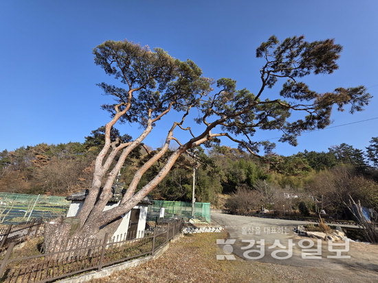 ▲ 울주군 서생면 웃술마마을 반송.