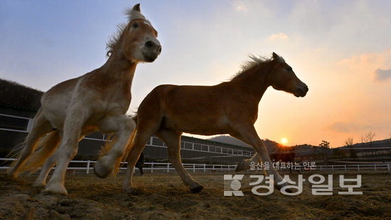 ▲ 다가오는 2026년 병오년 ‘붉은 말의 해’에는 말의 힘찬 도약처럼 혼란을 딛고 희망의 새 출발을 기대해 본다. 김동수기자 dskim@ksilbo.co.kr (촬영협조=경주 자연마술승마학교)