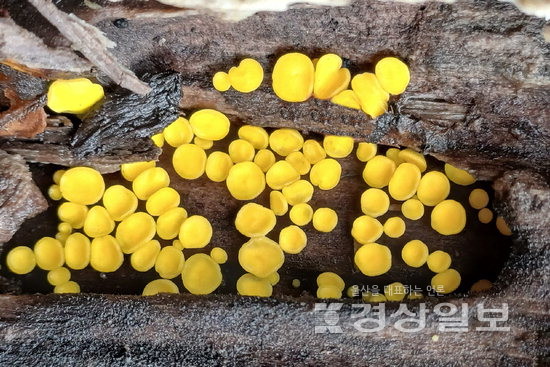 ▲ 겨울에 발생한 진황고무버섯(Calycina claroflava)