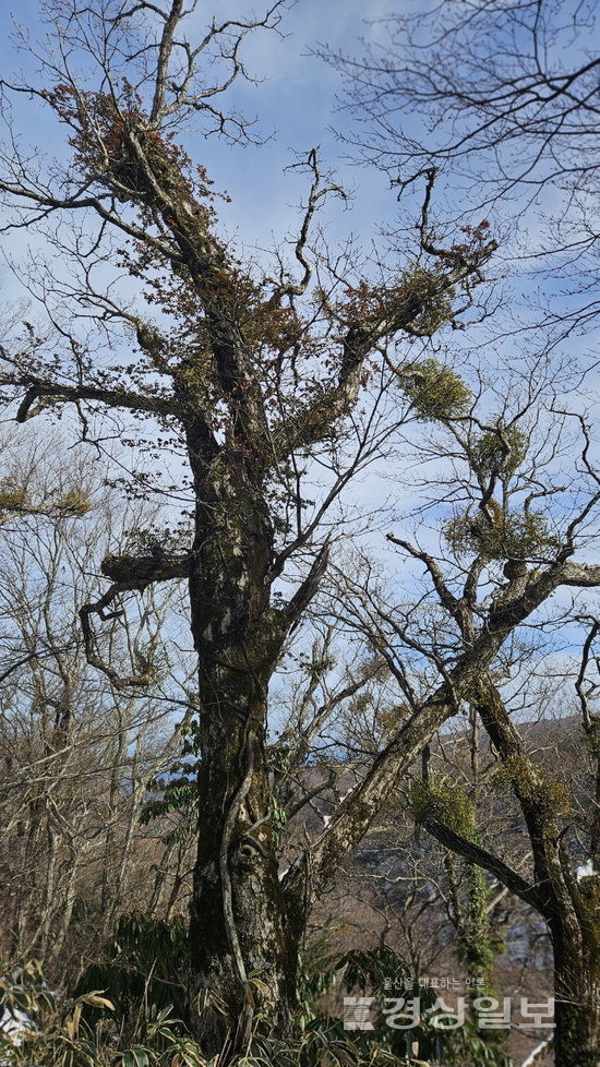 ▲ 앙상한 가지 끝에 매달린 겨우살이. 초록이 무성한 숲에서는 찾기 어렵다. 기주식물이 잎을 잃기 시작해야만 서서히 보이기 시작한다.