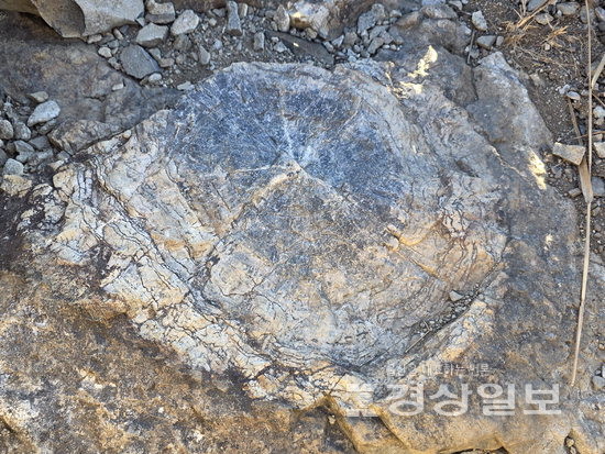 ▲ 간월산 목재화석.