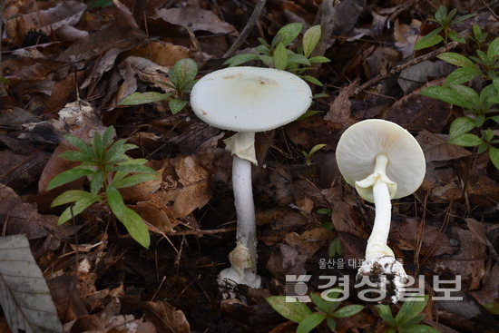 ▲ 2025년 10월 울주군 상북면의 한 당산에서 찍은 애광대버섯.